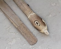 Ремень из кожи кобры Ekzotic Leather snb 18